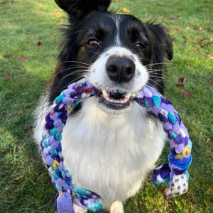 May include: A black and white Border Collie dog holding a colorful braided rope toy in its mouth. The dog is sitting on green grass, with the toy featuring shades of purple, blue, and yellow. The dog's fur is white and fluffy on its chest.