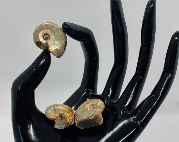 Opalized Ammonite Specimen