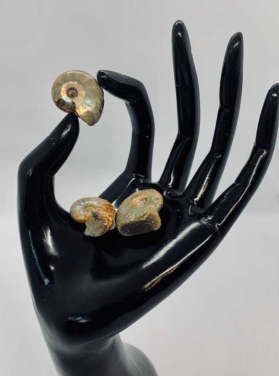 Opalized Ammonite Specimen