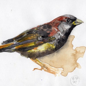 Könnte beinhalten: Ein Aquarellbild eines kleinen Vogels mit rotbraunem Scheitel, schwarzer Kehle und grauem Gesicht. Der Vogel hat dunkelbraune und schwarze Flügel mit gelben Akzenten an den Schwanzfedern, einen hellen Schnabel und dünne Beine. Unter dem Vogel ist eine hellbraune Lasur zu sehen, und in der unteren rechten Ecke befindet sich ein kleiner kreisförmiger Stempel mit den Buchstaben EM DE.