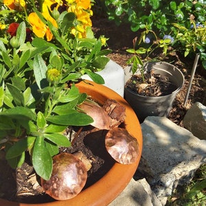 May include: Three copper-colored metal bowls in a terracotta pot with green plants. The bowls are round and have a hammered texture.