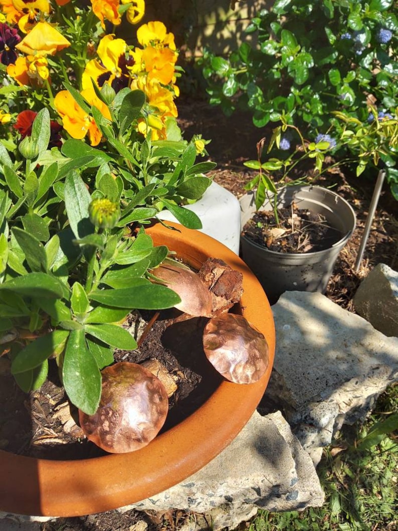 May include: Three copper-colored metal bowls in a terracotta pot with green plants. The bowls are round and have a hammered texture.