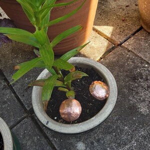 May include: Two copper-colored round ornaments are placed in the soil of a potted plant. The plant is a green lily with long, narrow leaves. The pot is a light gray ceramic with a dark gray rim.