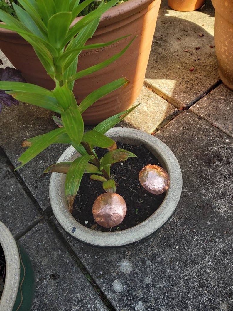 May include: Two copper-colored round ornaments are placed in the soil of a potted plant. The plant is a green lily with long, narrow leaves. The pot is a light gray ceramic with a dark gray rim.