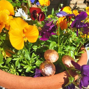 May include: A terracotta flower pot filled with colorful pansies in shades of yellow, purple, blue, and red. Three copper-colored metal discs are nestled in the soil.