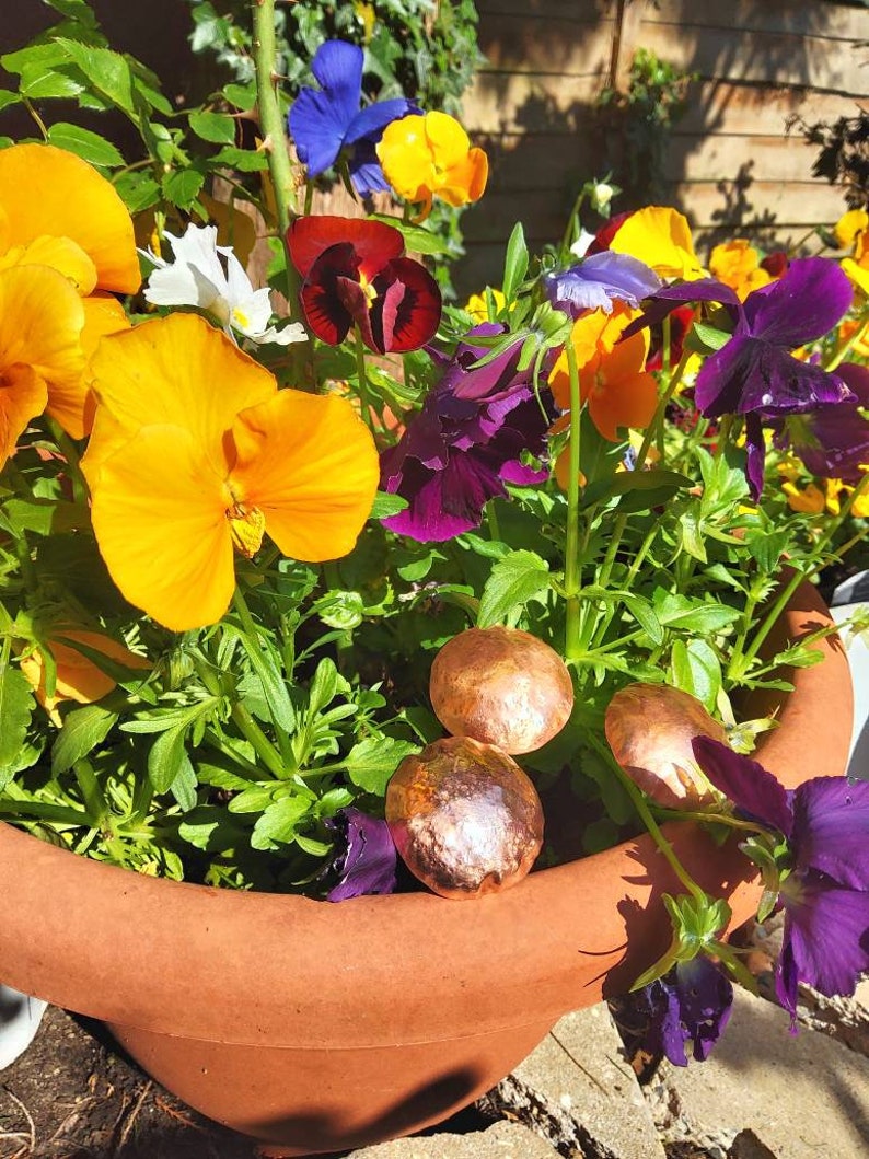 May include: A terracotta flower pot filled with colorful pansies in shades of yellow, purple, blue, and red. Three copper-colored metal discs are nestled in the soil.