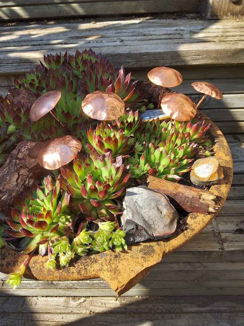May include: A terracotta pot filled with green succulents and topped with copper mushroom-shaped ornaments. The pot is sitting on a wooden surface.