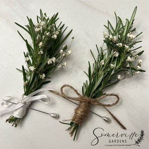 Rosemary + Baby&#39;s Breath Boutonnière | Wedding, Groom, Groom&#39;s Men, Best Man