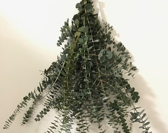 FRESH Eucalyptus Bouquet | Silver Leaf Mountain Gum Eucalyptus (Pulverulenta Sims) Branches | Aromatherapy, Tablescape