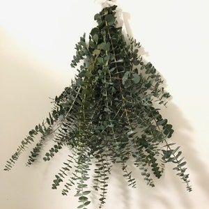 FRESH Eucalyptus Bouquet | Silver Leaf Mountain Gum Eucalyptus (Pulverulenta Sims) Branches | Aromatherapy, Tablescape