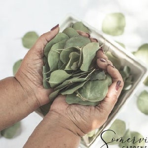 Dried Silver Dollar Eucalyptus Leaves | Wedding Confetti, Wedding Toss, Table Decor, Tablescape - 50 Leaves