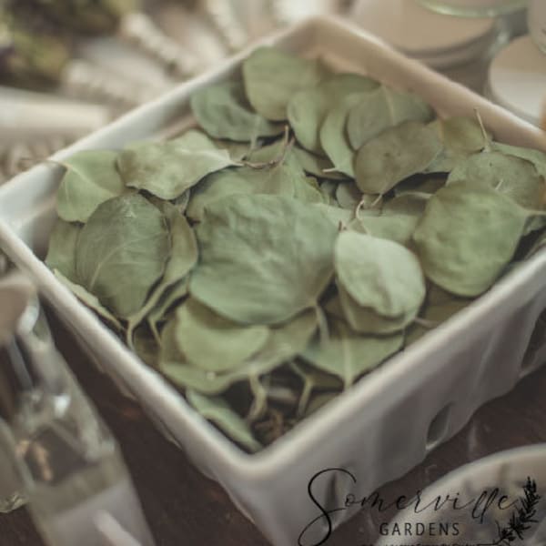 Dried Silver Dollar Eucalyptus Leaves | Wedding Toss | Confetti - Large Bag