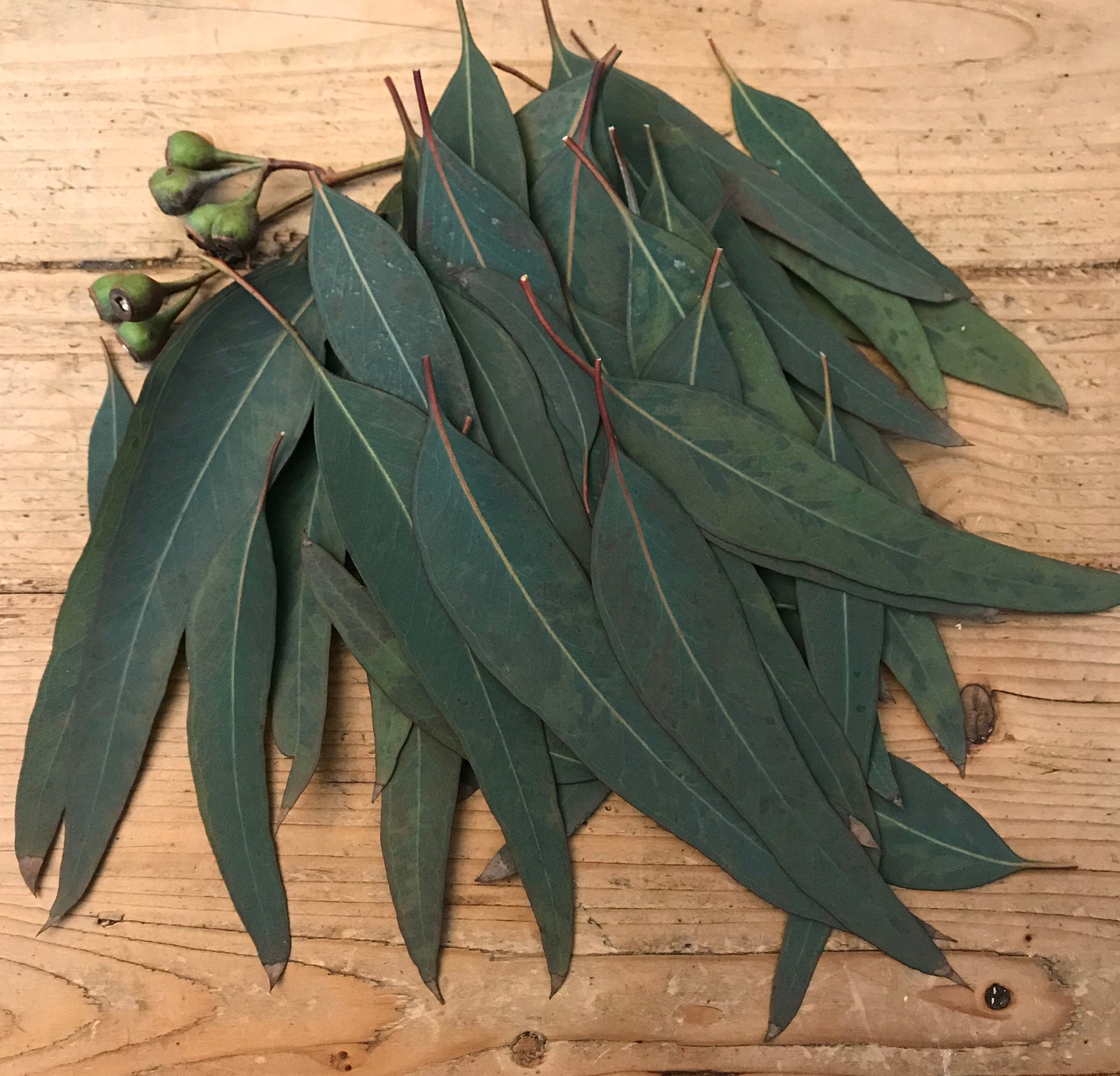 Dried Sugar Gum Eucalyptus Leaves Wedding Toss. Confetti - Etsy