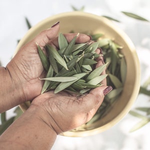 FRESH Olive Leaves | Hand Picked | Wedding Confetti, Olive Leaves Wedding Toss