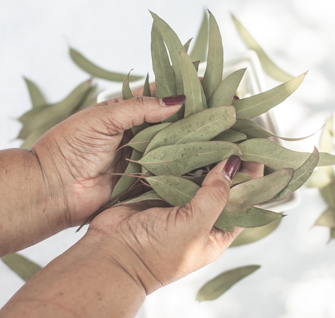 Dried Sugar Gum Eucalyptus Leaves | Wedding Toss. Confetti ...
