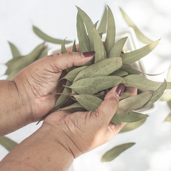 Dried Sugar Gum Eucalyptus Leaves | Wedding Toss. Confetti, Biodegradable Biodegradable