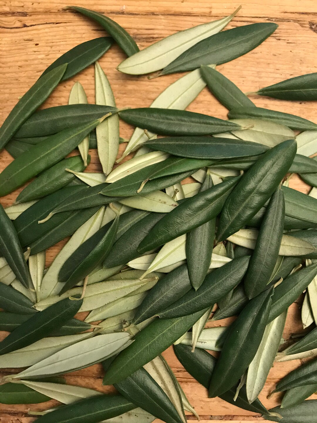 FRESH Olive Leaves for Large Parties or Weddings Bulk Order Wedding