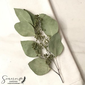 DRIED Eucalyptus Place Setting Sprigs | Silver Dollar, Seeded, Silver Leaf Eucalyptus | Wedding, Bridal, Boho Decor, Tablescape
