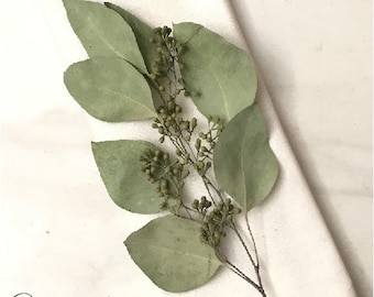 May include: A sprig of eucalyptus with green leaves and small green buds on a white background. The text "Somerville Gardens" is in the bottom left corner of the image.