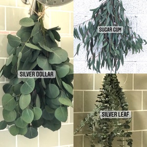 DRIED Eucalyptus Trio Bouquets | Silver Dollar, Sugar Gum, Silver Leaf Branches | Centerpiece Wedding Decor, Tablescape | Forever Bouquet