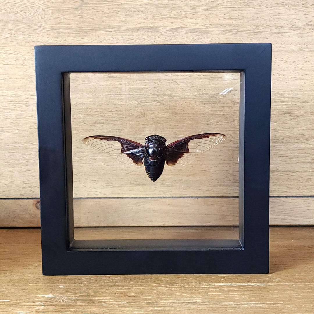 Batwing Cicada Shadow Box Frame - Etsy