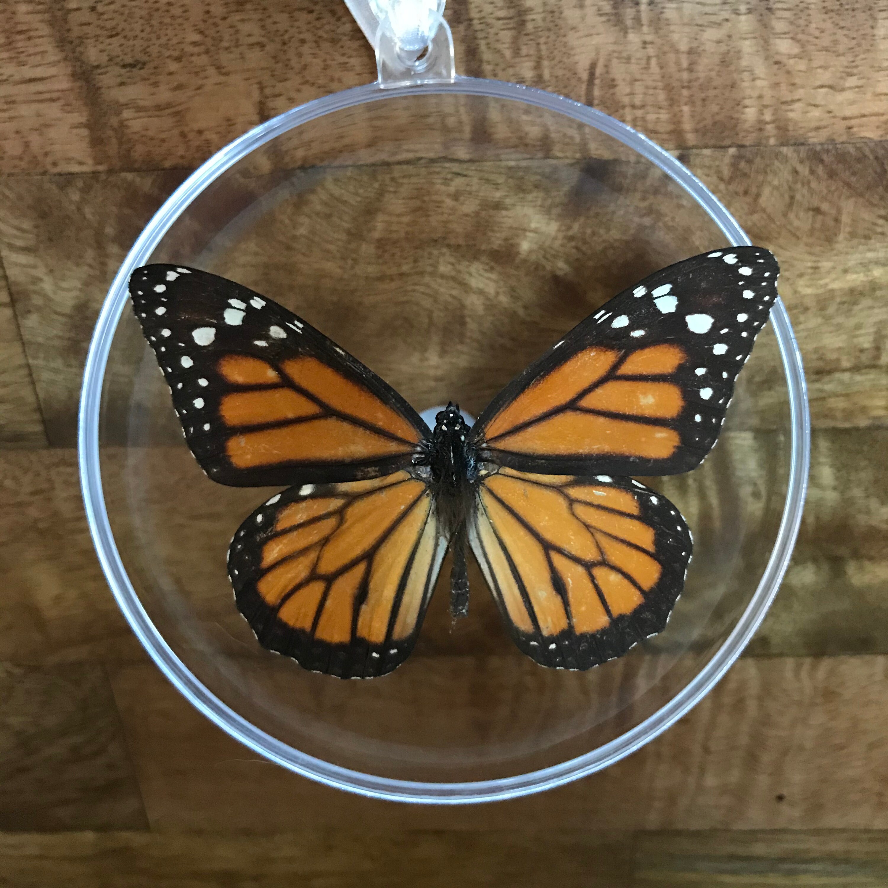 Monarch Butterfly Preserved in Plastic Sphere // Real Etsy
