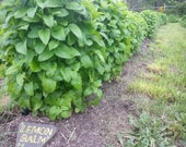 Lemon Balm seeds, Melissa officinalis, herb seeds, Naturally Grown, Free Shipping