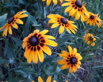20,000 Bulk Seeds BLACK EYED SUSAN Rudbeckia Hirta