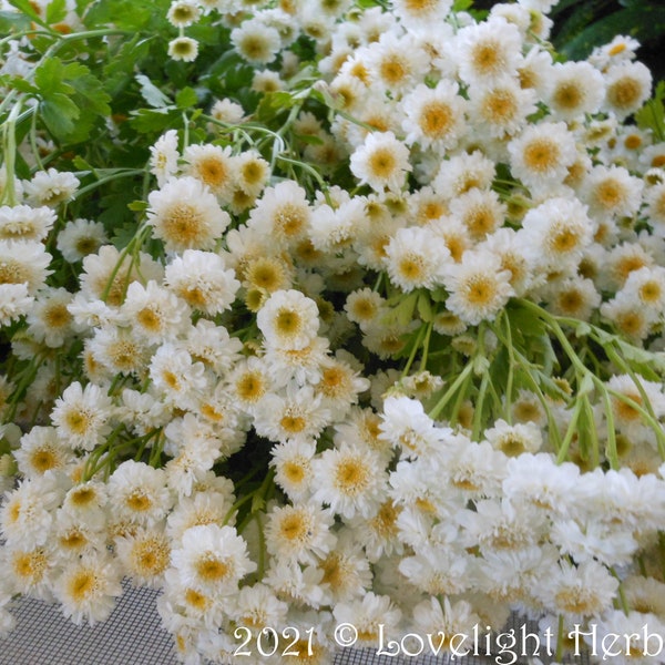 Feverfew, Medicinal Herb Seeds, Tanacetum Parthenium, Grow Your Own, Open Pollinated, Non GMO, Naturally Grown, White/Yellow Flowers