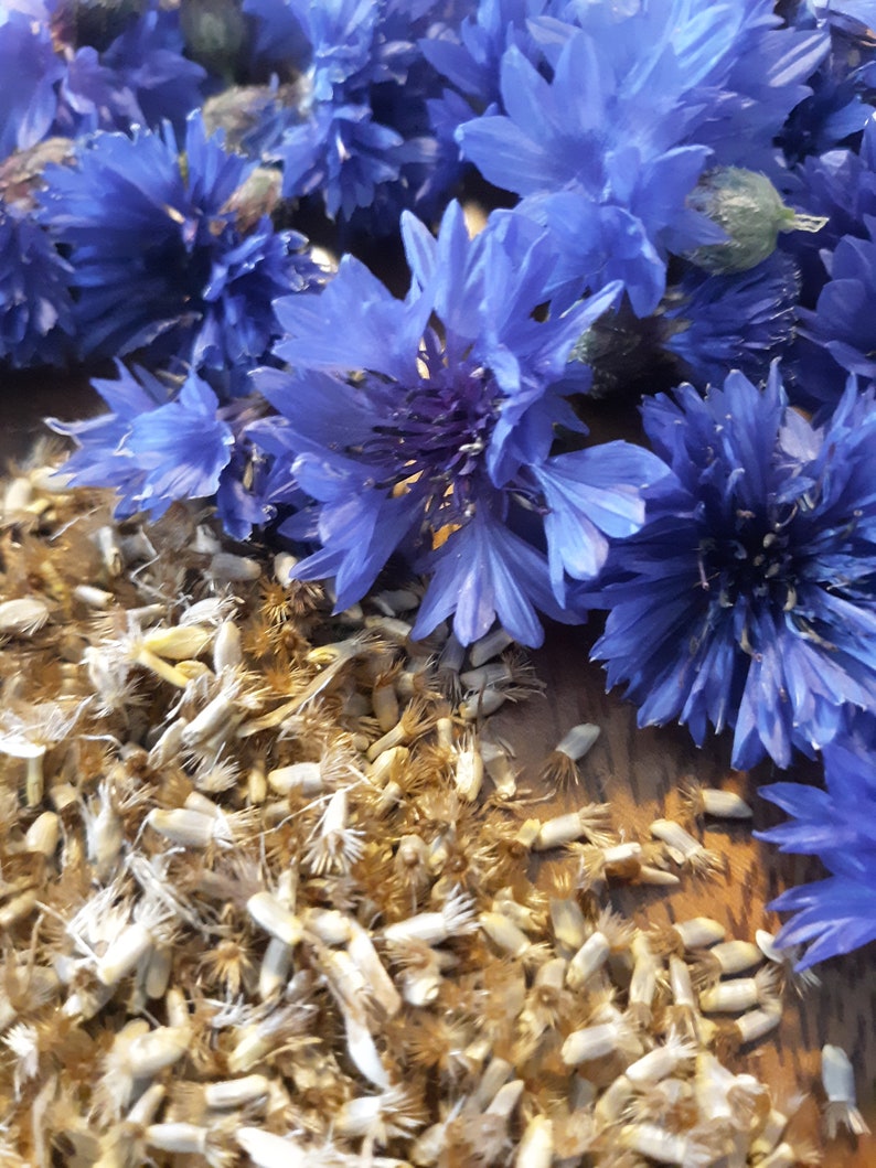 Cornflower Herb Seeds Centaurea Cyanus Grow Your Own Seed Etsy