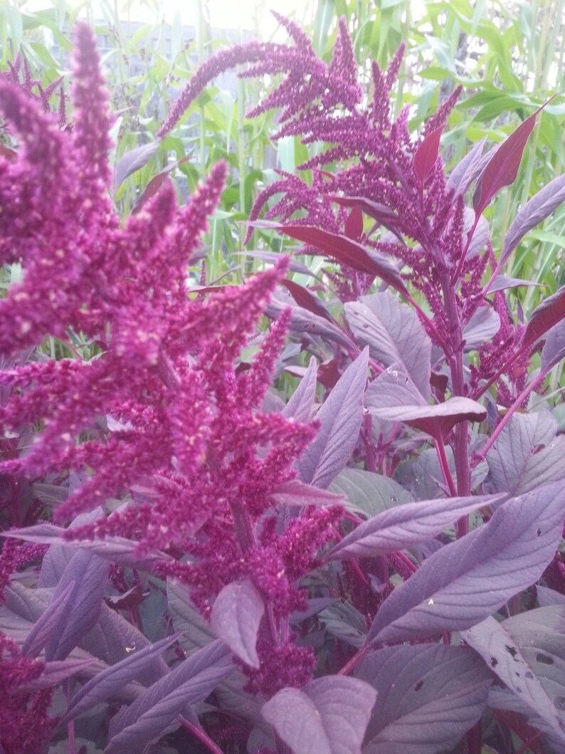 Amaranth Red Spike herb seeds Naturally grown Free | Etsy