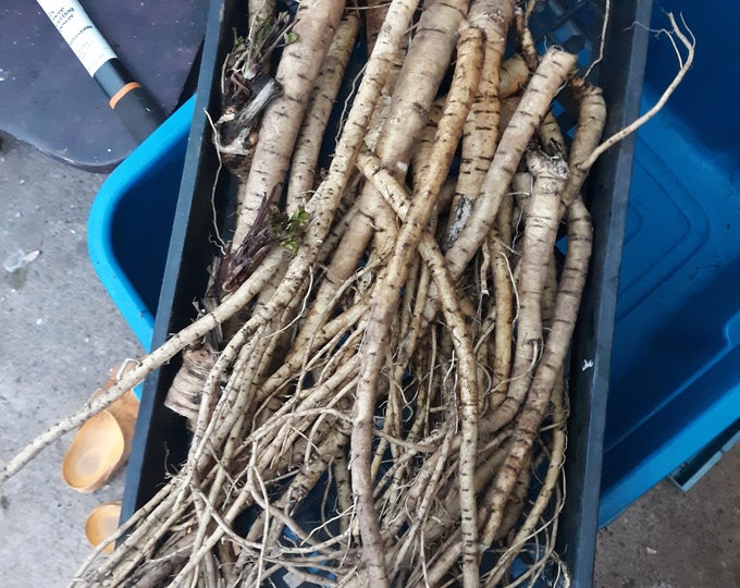 Marshmallow Root Dried Cut althea Officinalis 8oz Bag Etsy