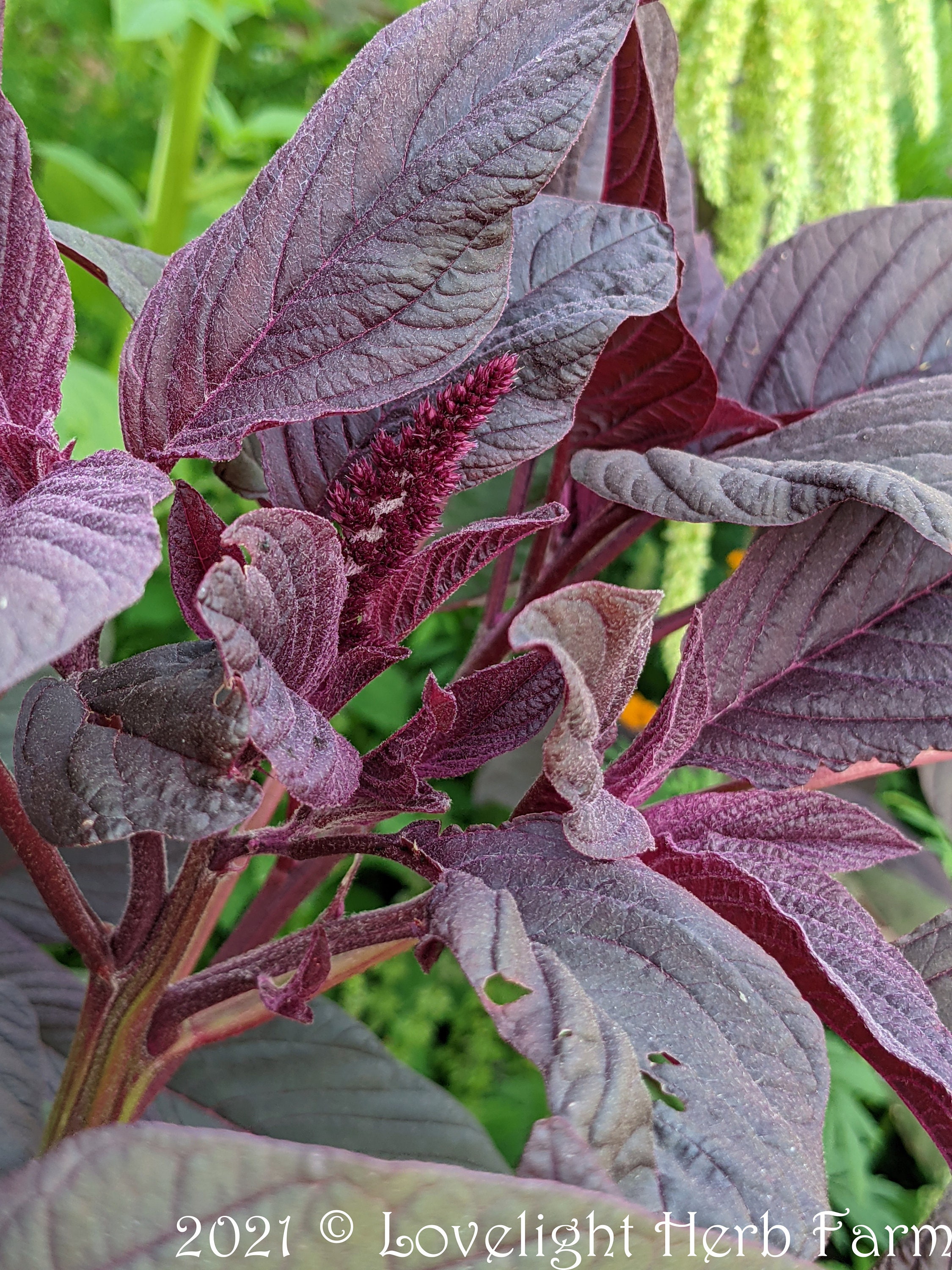 Amaranth Red Amaranth Seeds Red Spike Herb Seeds | Etsy