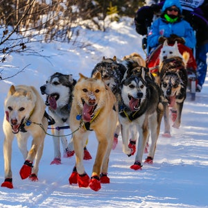Iditarod - Note Cards