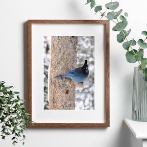 Colorado Print, Steller Jay Photograph, Rocky Mountain Blue Bird Print, Blue Bird Photograph, Colorado Wildlife Print, Colorado Wall Art