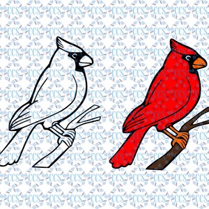 May include: A pair of cardinal birds perched on branches. One cardinal is red and the other is white.