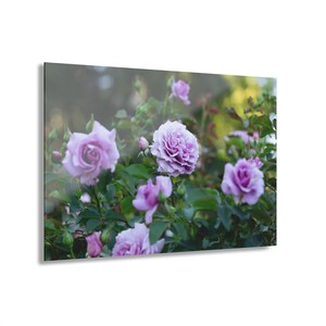 Acrylic Print, Purple Roses in the Garden, Floral Wall Art, Home Decor, Flower Photo, Botanical Print, Gift for Her