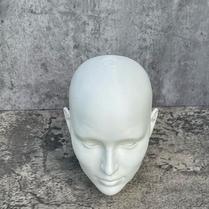 Human Head 10 25.4 cm, Human Bust, Learn the Planes of the Head image 5