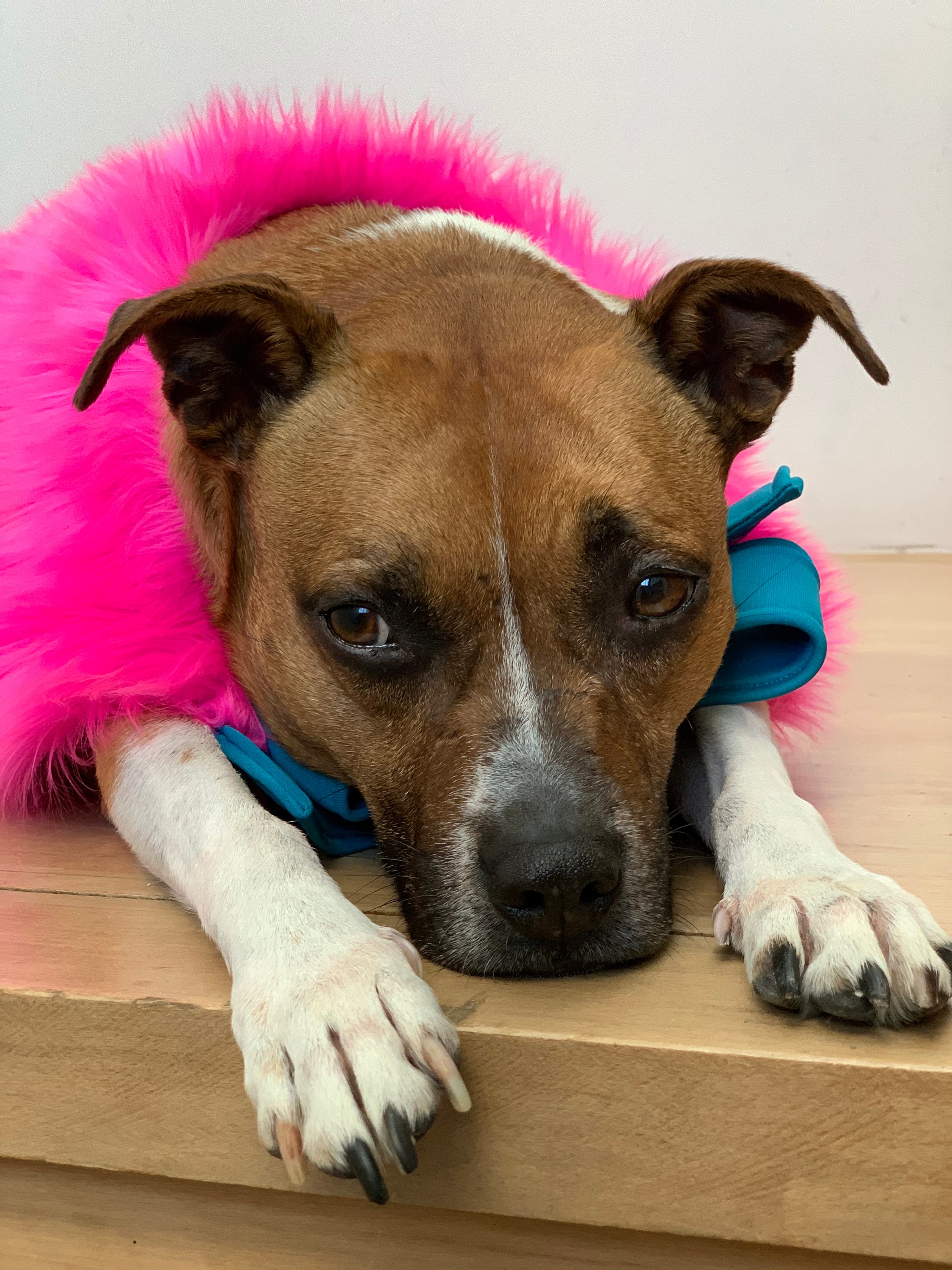 Pink Fun Fur Dog Coat Etsy