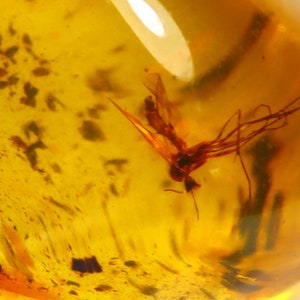 Könnte beinhalten: Nahaufnahme eines versteinerten Insekts, das in Bernstein gefangen ist. Das Insekt ist eine kleine Fliege mit langen Beinen und Flügeln. Der Bernstein ist klar und goldfarben.
