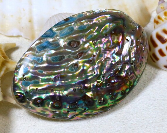 Paua Shell 35.73ct Natural Rainbow Paua Abalone Shell Gemstone