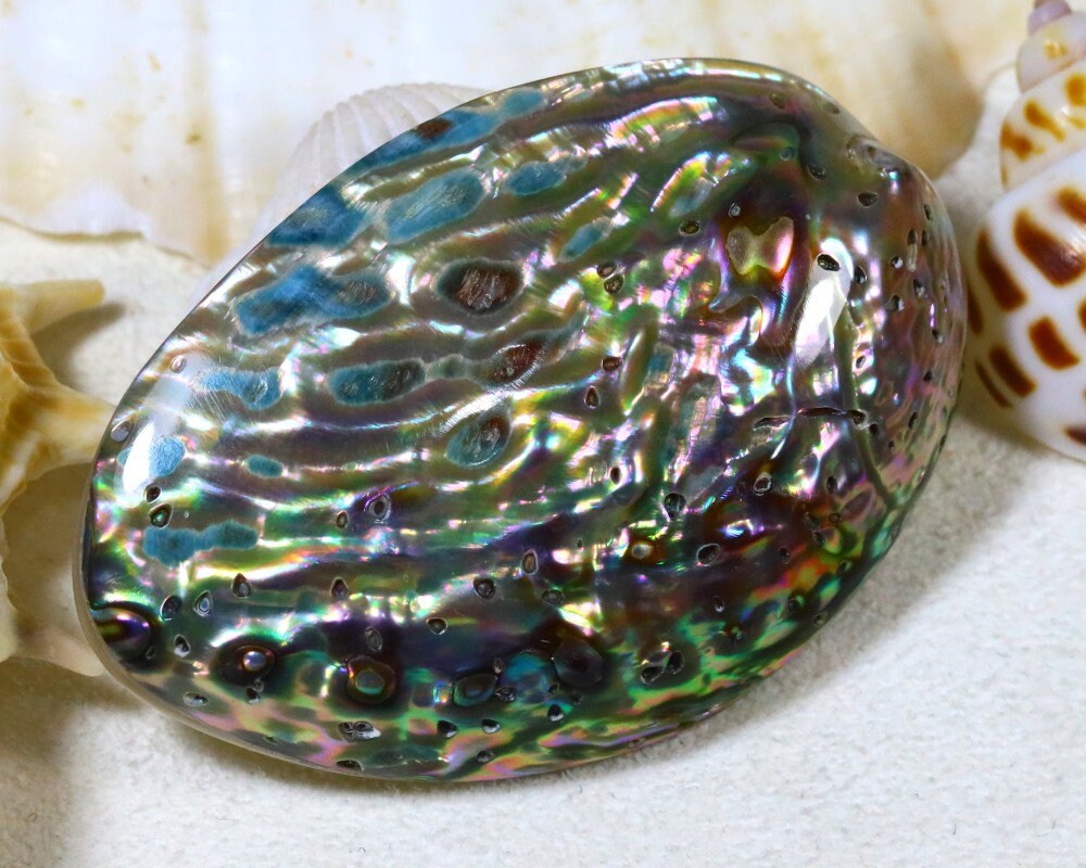 Paua Shell 35.73ct Natural Rainbow Paua Abalone Shell Gemstone
