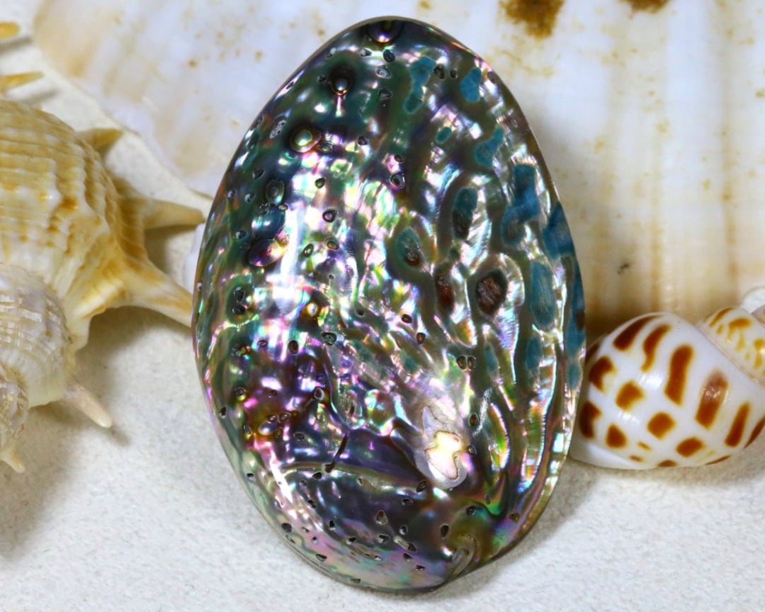Paua Shell 35.73ct Natural Rainbow Paua Abalone Shell Gemstone