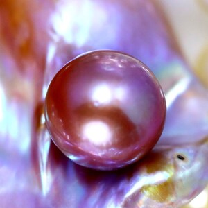 K&ouml;nnte beinhalten: Eine gro&szlig;e, schillernde, violette Perle, die auf einer strukturierten, schillernden Muschel liegt.