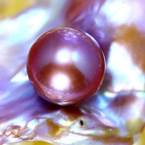 K&ouml;nnte beinhalten: Eine gro&szlig;e, schillernde, violette Perle, die auf einer Perlmuttschale liegt.