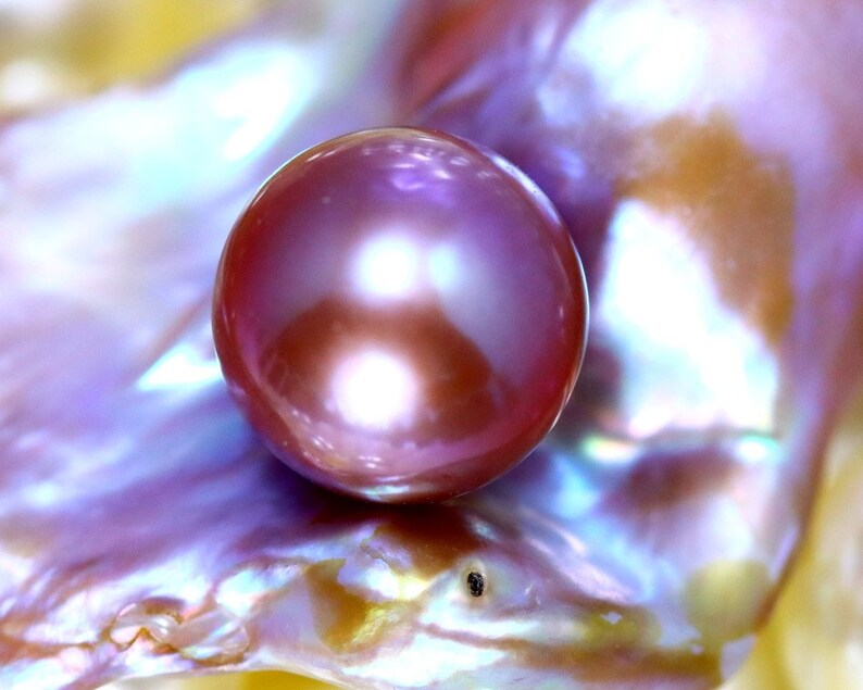 K&ouml;nnte beinhalten: Eine gro&szlig;e, schillernde, violette Perle, die auf einer Perlmuttschale liegt.