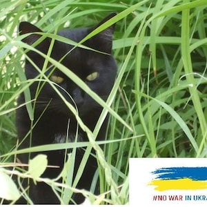 Ucrania Fotografía de naturaleza/gato negro en la hierba/Apoyo a mascotas ucranianas/Descarga de archivos digitales/Stand With Ukraine descarga digital/ arte de pared