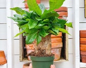 Stump Money Tree, Pachira, Thick Money Tree, 4 Live Potted Plant