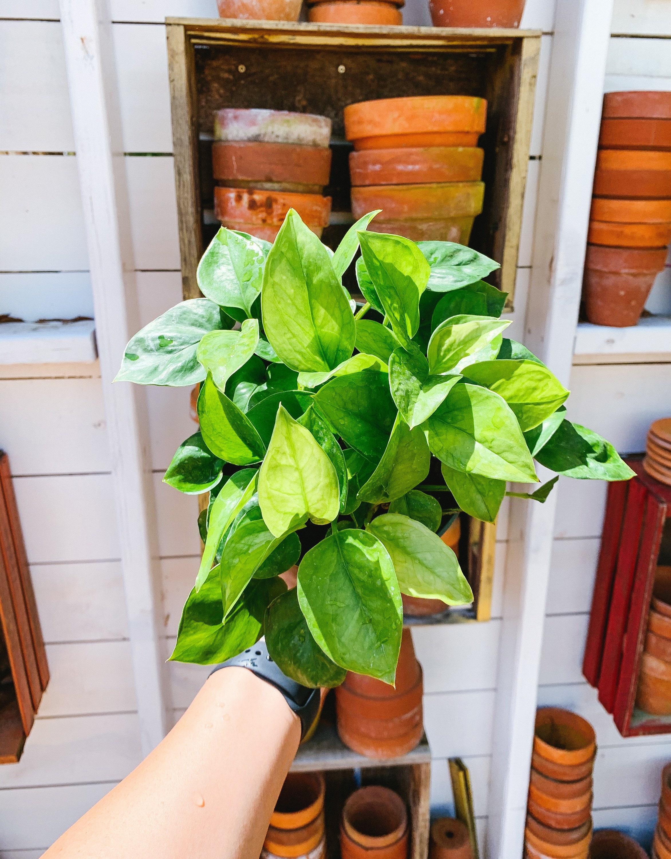 Emerald Pottos Global Green Epipremnum Aureum Devils Ivy Etsy