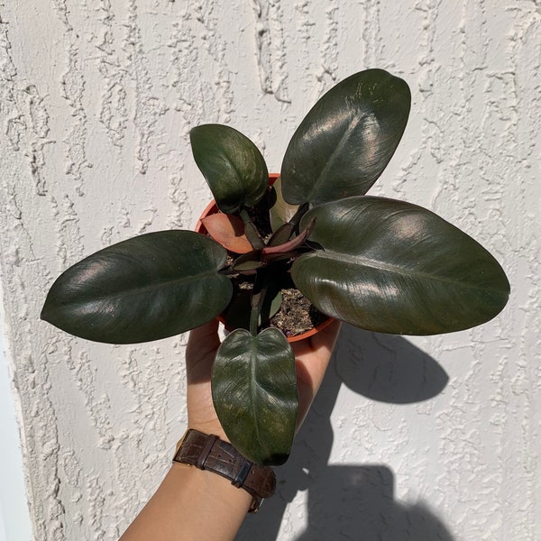 Philodendron Black Cardinal, Black Cardinal Philodendron, Rare Plant Houseplant 4inch pot